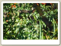 Hummingbird_November-114