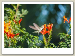 Hummingbird_November-118