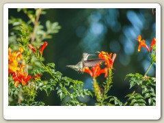 Hummingbird_November-119