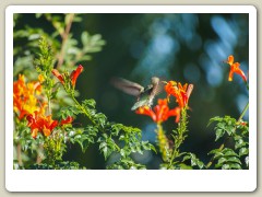 Hummingbird_November-120