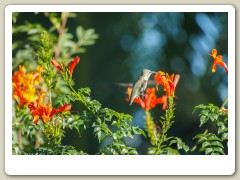 Hummingbird_November-122