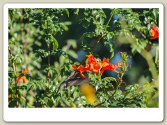 Hummingbird_November-124