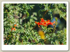 Hummingbird_November-127