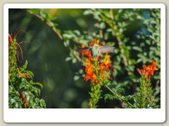 Hummingbird_November-128