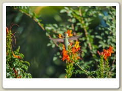 Hummingbird_November-129