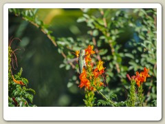 Hummingbird_November-130