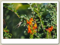 Hummingbird_November-131