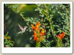 Hummingbird_November-132