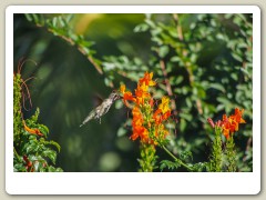 Hummingbird_November-133