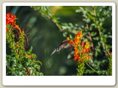 Hummingbird_November-134