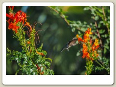 Hummingbird_November-135