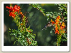 Hummingbird_November-136