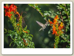 Hummingbird_November-138