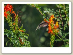 Hummingbird_November-139