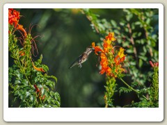 Hummingbird_November-140