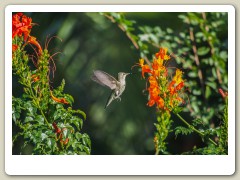 Hummingbird_November-141