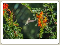 Hummingbird_November-142