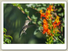 Hummingbird_November-143