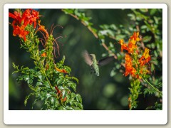 Hummingbird_November-144