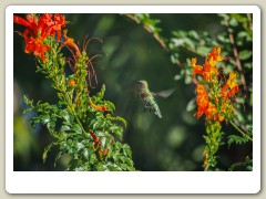 Hummingbird_November-145