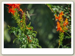 Hummingbird_November-147