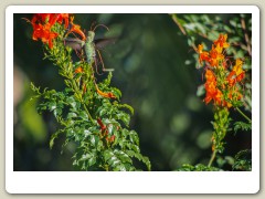 Hummingbird_November-148