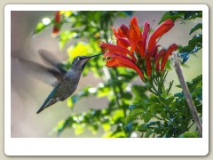 Hummingbird_on_Geek_Hill_in_January-100