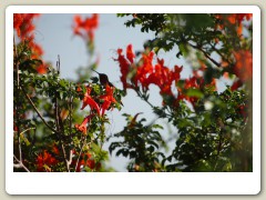 Hummingbird-Halloween-2013-100