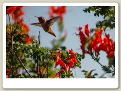 Hummingbird-Halloween-2013-101