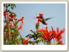 Hummingbird-Halloween-2013-102