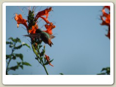 Hummingbird-Halloween-2013-104