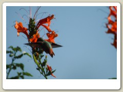 Hummingbird-Halloween-2013-105