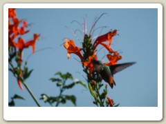 Hummingbird-Halloween-2013-106