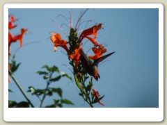 Hummingbird-Halloween-2013-107