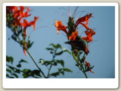 Hummingbird-Halloween-2013-108