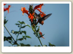 Hummingbird-Halloween-2013-109