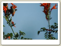 Hummingbird-Halloween-2013-110