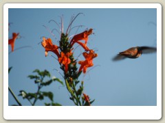 Hummingbird-Halloween-2013-112