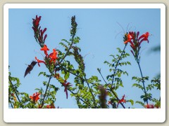 Hummingbird-in-October-2013-10