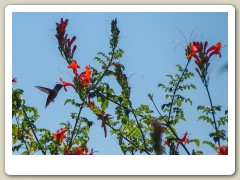 Hummingbird-in-October-2013-11