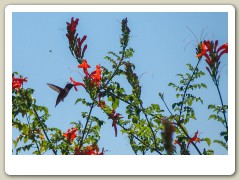 Hummingbird-in-October-2013-12