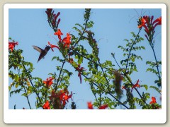 Hummingbird-in-October-2013-13