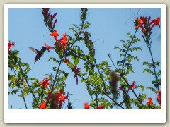 Hummingbird-in-October-2013-14