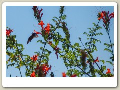 Hummingbird-in-October-2013-15