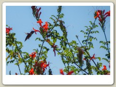 Hummingbird-in-October-2013-16