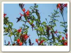 Hummingbird-in-October-2013-17