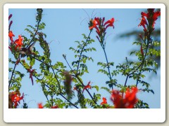 Hummingbird-in-October-2013-18