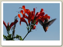 Hummingbirds-January-2014-213