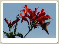 Hummingbirds-January-2014-216