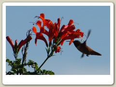 Hummingbirds-January-2014-219